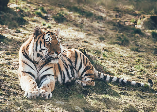 Amur tiger at Nordens Ark